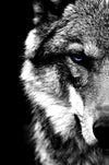 Fenrir-Wolf-Wikinger-Malerei